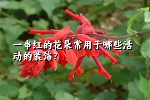 一串红的花朵常用于哪些活动的装饰？