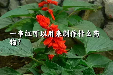 一串红可以用来制作什么药物？