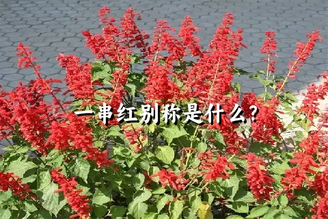 一串红别称是什么？