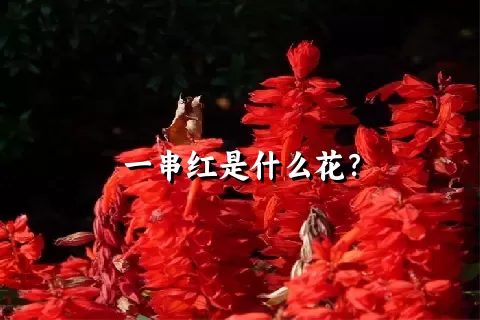 一串红是什么花？