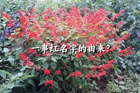 一串红名字的由来？