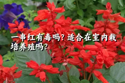 一串红有毒吗？适合在室内栽培养殖吗？