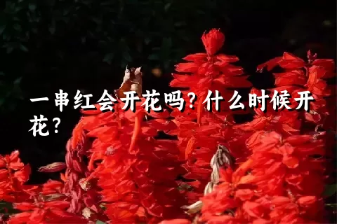 一串红会开花吗？什么时候开花？