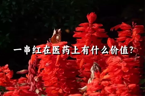 一串红在医药上有什么价值？