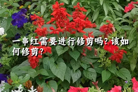 一串红需要进行修剪吗？该如何修剪？