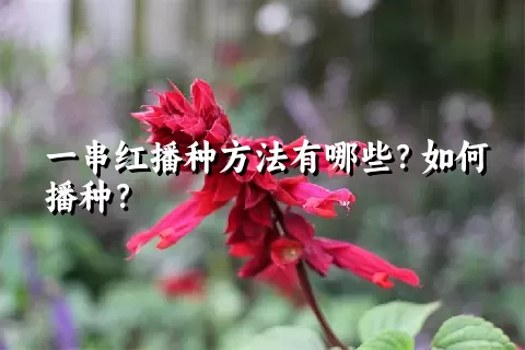 一串红播种方法有哪些？如何播种？