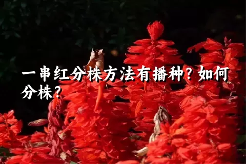 一串红分株方法有播种？如何分株？