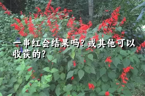 一串红会结果吗？或其他可以收获的？