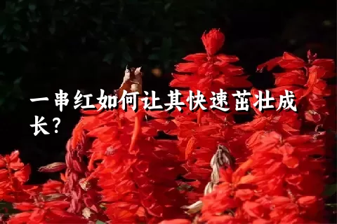 一串红如何让其快速茁壮成长？