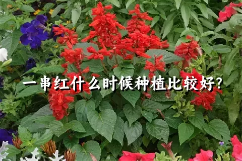 一串红什么时候种植比较好？