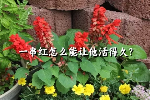 一串红怎么能让他活得久？