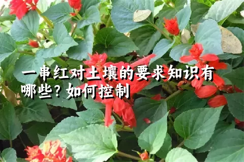 一串红对土壤的要求知识有哪些？如何控制