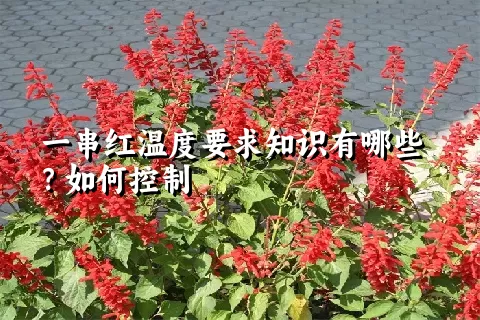 一串红温度要求知识有哪些？如何控制