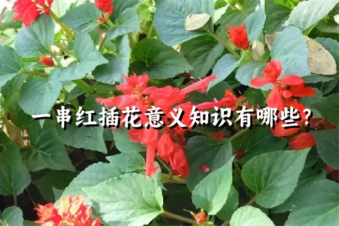 一串红插花意义知识有哪些？