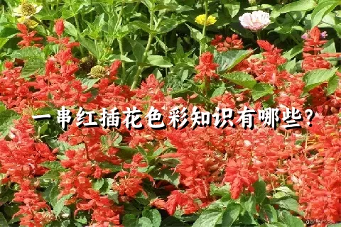 一串红插花色彩知识有哪些？