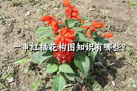 一串红插花构图知识有哪些？