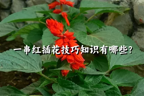 一串红插花技巧知识有哪些？