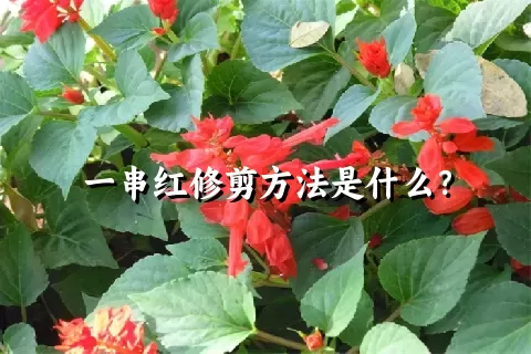 一串红修剪方法是什么？