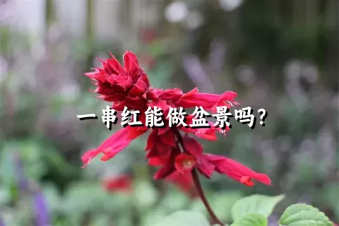 一串红能做盆景吗？