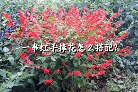 一串红手捧花怎么搭配？