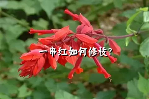 一串红如何修枝？