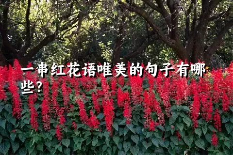 一串红花语唯美的句子有哪些？