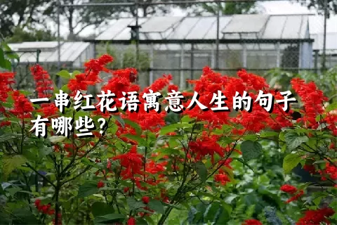 一串红花语寓意人生的句子有哪些？