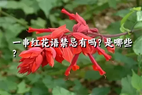 一串红花语禁忌有吗？是哪些？