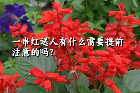 一串红送人有什么需要提前注意的吗？