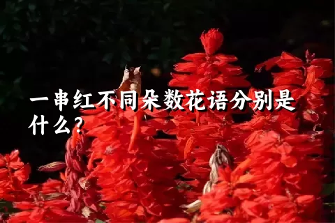 一串红不同朵数花语分别是什么？