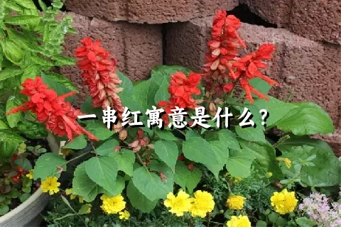 一串红寓意是什么？