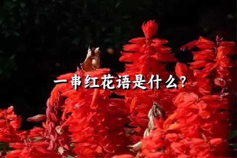 一串红花语是什么？