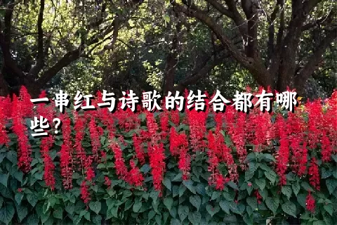 一串红与诗歌的结合都有哪些？