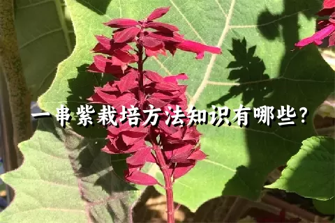 一串紫栽培方法知识有哪些？