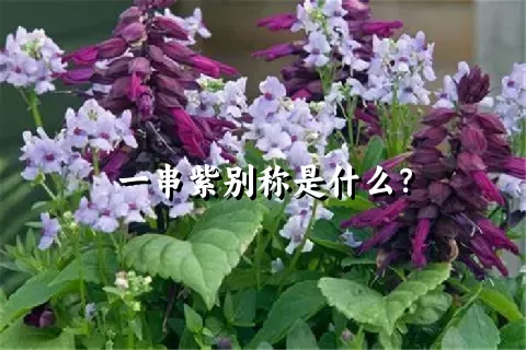 一串紫别称是什么？