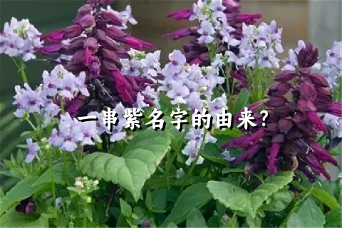 一串紫名字的由来？