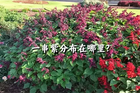 一串紫分布在哪里?