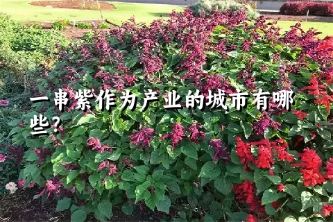 一串紫作为产业的城市有哪些？