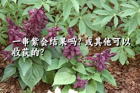 一串紫会结果吗？或其他可以收获的？