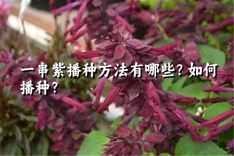 一串紫播种方法有哪些？如何播种？