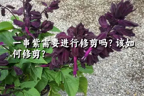 一串紫需要进行修剪吗？该如何修剪？