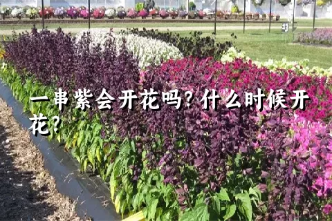 一串紫会开花吗？什么时候开花？