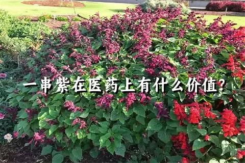 一串紫在医药上有什么价值？