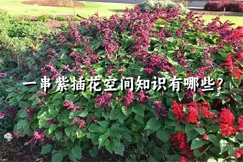 一串紫插花空间知识有哪些？