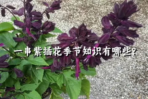 一串紫插花季节知识有哪些？