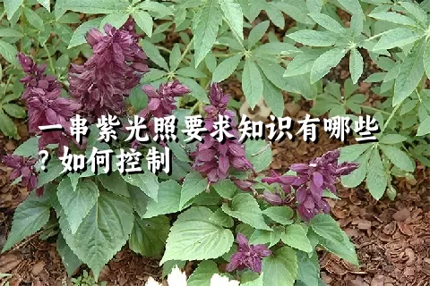 一串紫光照要求知识有哪些？如何控制