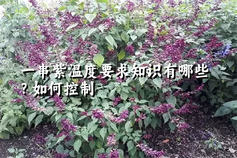 一串紫温度要求知识有哪些？如何控制