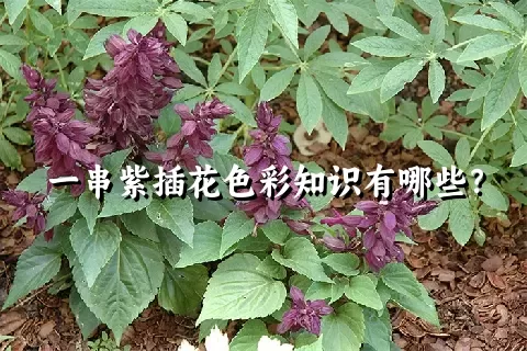 一串紫插花色彩知识有哪些？