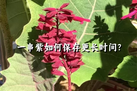 一串紫如何保存更长时间？