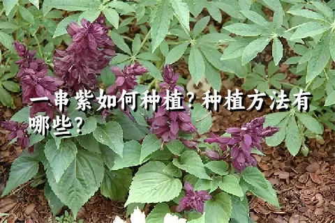 一串紫如何种植？种植方法有哪些？